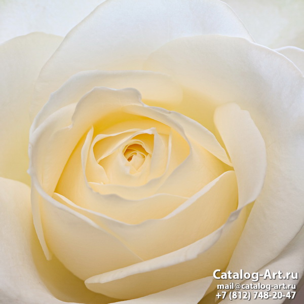 Натяжные потолки с фотопечатью - Белые розы 44